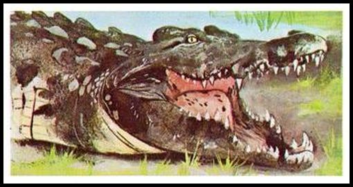 76BBWW 30 Nile Crocodile.jpg